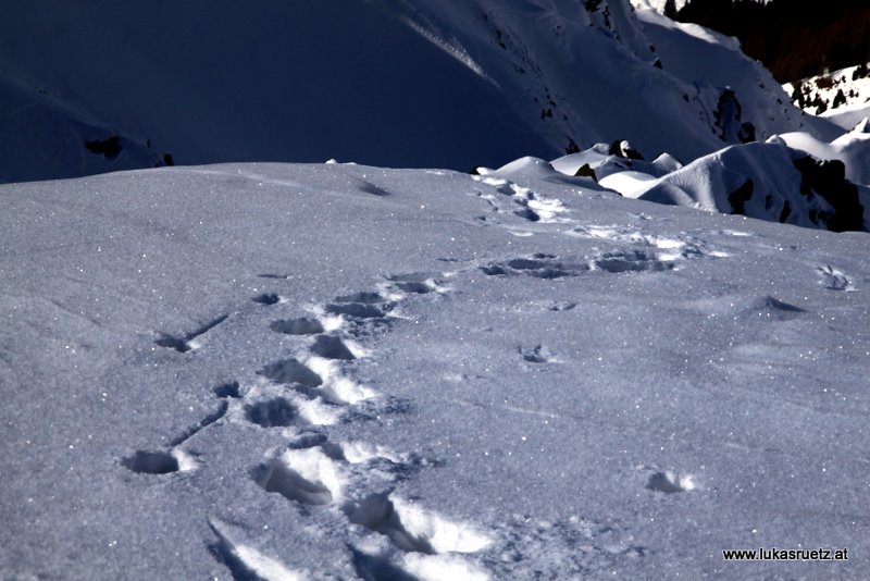 Oberflächenreif